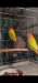 love bird